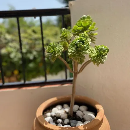 Apartamento Palmeras 3, *